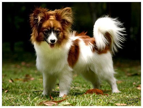 https://images.dog.ceo/breeds/papillon/n02086910_4551.jpg