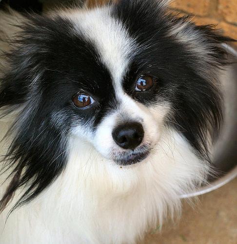 https://images.dog.ceo/breeds/papillon/n02086910_4607.jpg