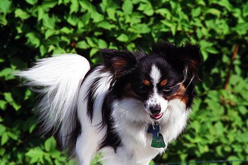 https://images.dog.ceo/breeds/papillon/n02086910_4609.jpg