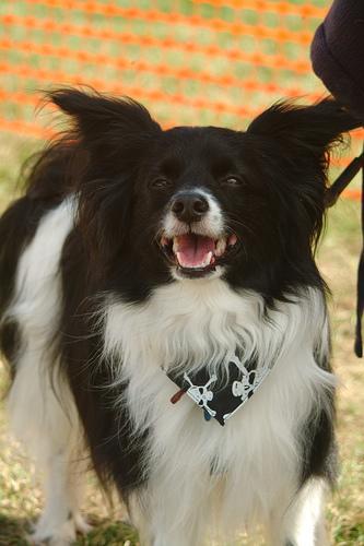 https://images.dog.ceo/breeds/papillon/n02086910_4623.jpg