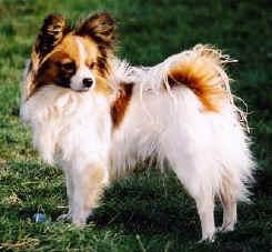 https://images.dog.ceo/breeds/papillon/n02086910_4790.jpg