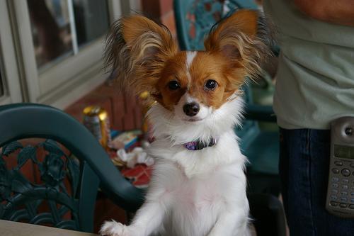 https://images.dog.ceo/breeds/papillon/n02086910_485.jpg