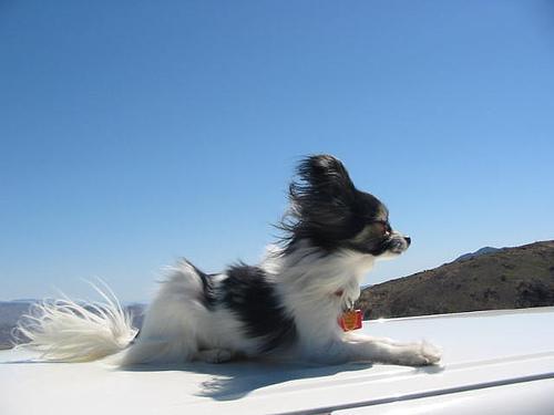 https://images.dog.ceo/breeds/papillon/n02086910_4883.jpg