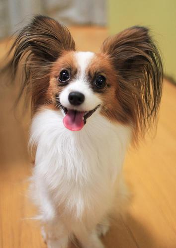 https://images.dog.ceo/breeds/papillon/n02086910_4999.jpg