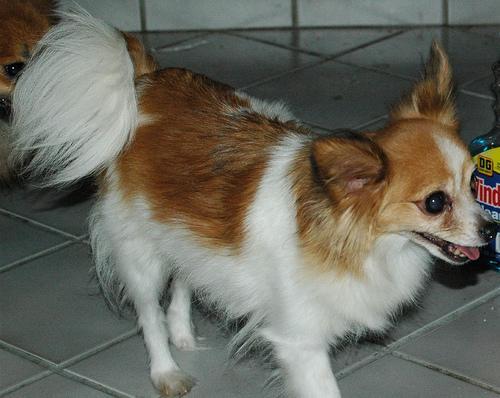 https://images.dog.ceo/breeds/papillon/n02086910_5010.jpg