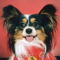 https://images.dog.ceo/breeds/papillon/n02086910_5017.jpg