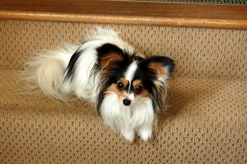 https://images.dog.ceo/breeds/papillon/n02086910_5031.jpg