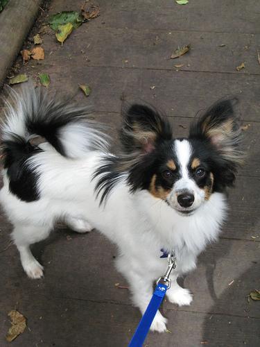 https://images.dog.ceo/breeds/papillon/n02086910_5037.jpg