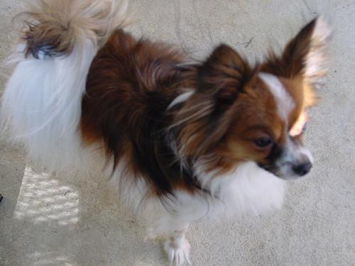 https://images.dog.ceo/breeds/papillon/n02086910_5063.jpg