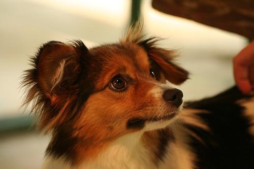 https://images.dog.ceo/breeds/papillon/n02086910_5396.jpg