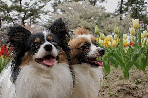 https://images.dog.ceo/breeds/papillon/n02086910_5399.jpg