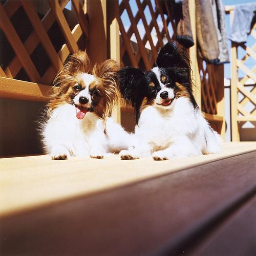 https://images.dog.ceo/breeds/papillon/n02086910_5408.jpg