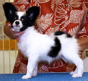 https://images.dog.ceo/breeds/papillon/n02086910_5488.jpg