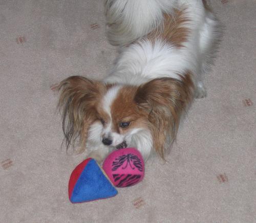 https://images.dog.ceo/breeds/papillon/n02086910_5530.jpg