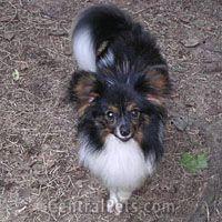 https://images.dog.ceo/breeds/papillon/n02086910_5547.jpg