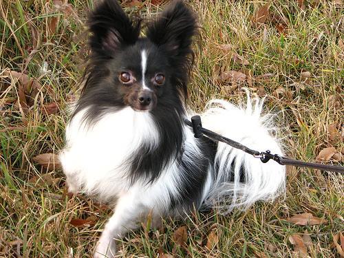 https://images.dog.ceo/breeds/papillon/n02086910_5560.jpg