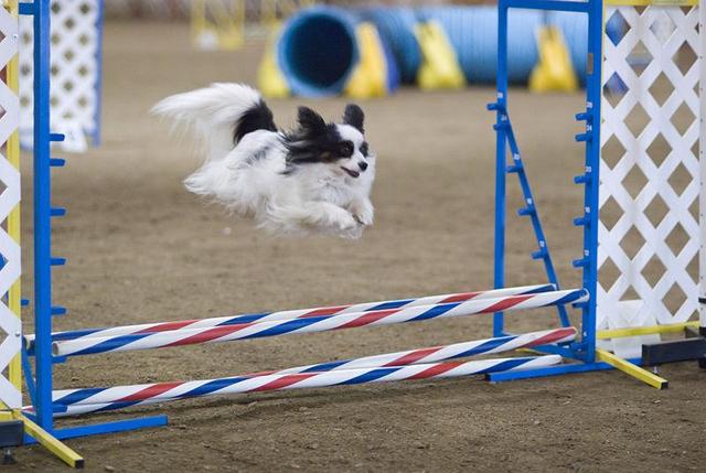 https://images.dog.ceo/breeds/papillon/n02086910_557.jpg