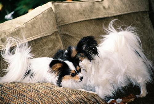 https://images.dog.ceo/breeds/papillon/n02086910_5707.jpg