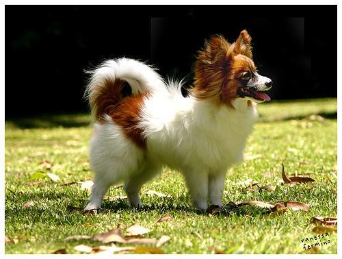 https://images.dog.ceo/breeds/papillon/n02086910_592.jpg