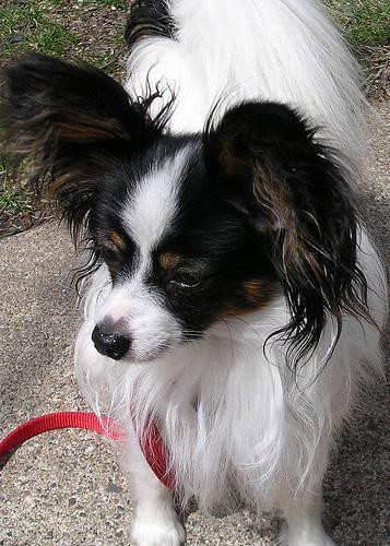 https://images.dog.ceo/breeds/papillon/n02086910_5932.jpg