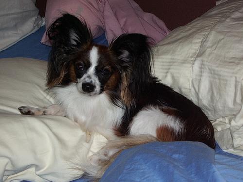 https://images.dog.ceo/breeds/papillon/n02086910_5942.jpg