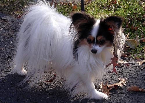 https://images.dog.ceo/breeds/papillon/n02086910_5995.jpg