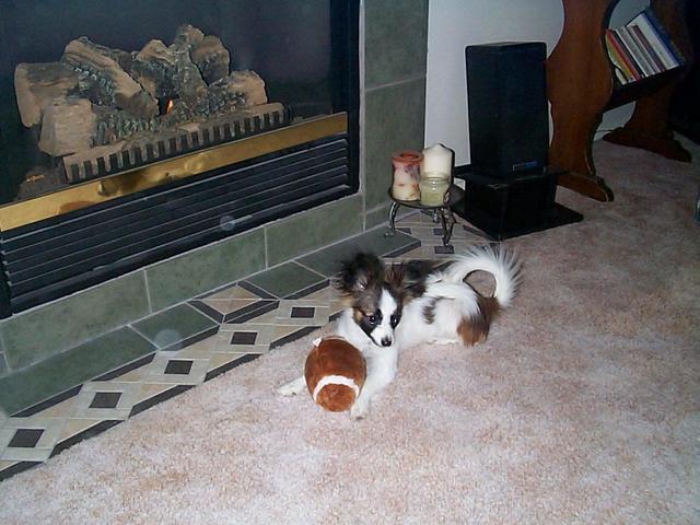 https://images.dog.ceo/breeds/papillon/n02086910_6087.jpg