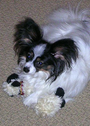 https://images.dog.ceo/breeds/papillon/n02086910_6089.jpg