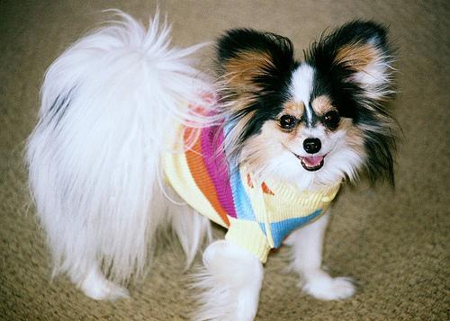 https://images.dog.ceo/breeds/papillon/n02086910_6207.jpg