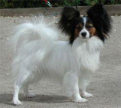 https://images.dog.ceo/breeds/papillon/n02086910_6293.jpg