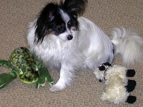 https://images.dog.ceo/breeds/papillon/n02086910_6306.jpg