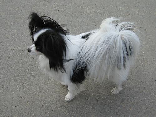 https://images.dog.ceo/breeds/papillon/n02086910_6317.jpg