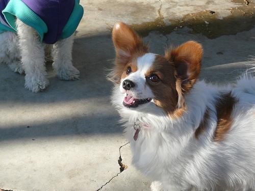 https://images.dog.ceo/breeds/papillon/n02086910_6373.jpg