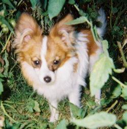 https://images.dog.ceo/breeds/papillon/n02086910_6475.jpg