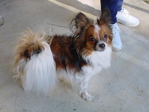 https://images.dog.ceo/breeds/papillon/n02086910_6483.jpg