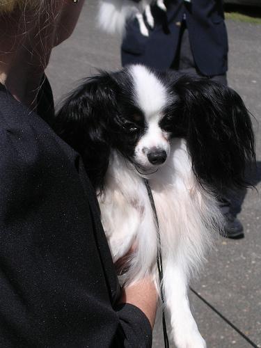 https://images.dog.ceo/breeds/papillon/n02086910_685.jpg