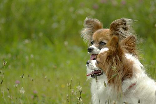 https://images.dog.ceo/breeds/papillon/n02086910_6882.jpg