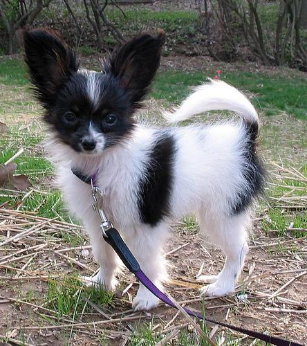 https://images.dog.ceo/breeds/papillon/n02086910_695.jpg