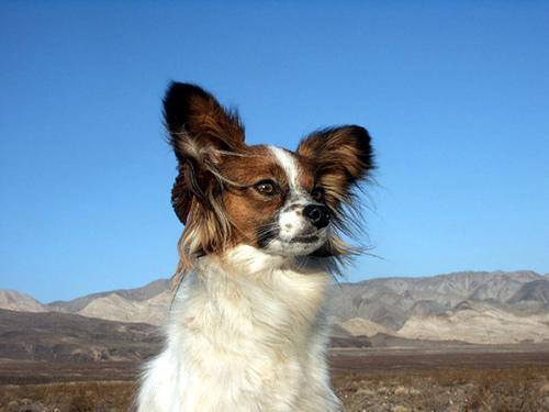 https://images.dog.ceo/breeds/papillon/n02086910_7156.jpg