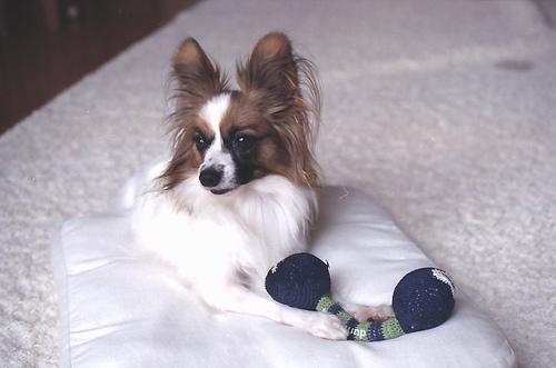 https://images.dog.ceo/breeds/papillon/n02086910_7280.jpg