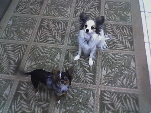 https://images.dog.ceo/breeds/papillon/n02086910_7301.jpg