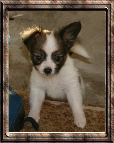 https://images.dog.ceo/breeds/papillon/n02086910_7321.jpg