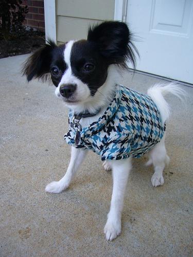 https://images.dog.ceo/breeds/papillon/n02086910_7405.jpg