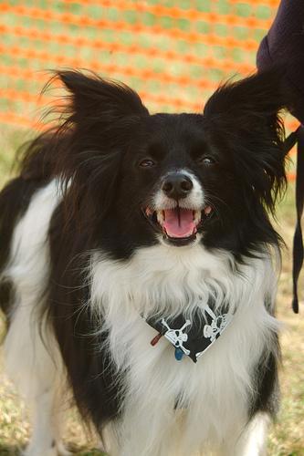 https://images.dog.ceo/breeds/papillon/n02086910_7412.jpg