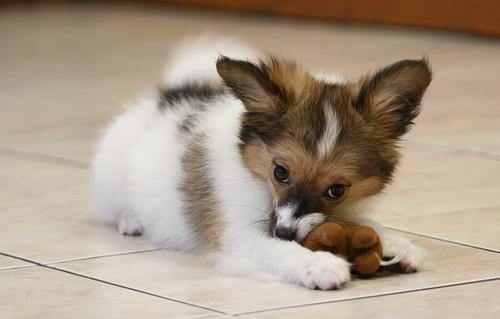 https://images.dog.ceo/breeds/papillon/n02086910_7426.jpg