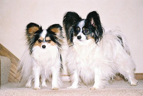 https://images.dog.ceo/breeds/papillon/n02086910_7456.jpg