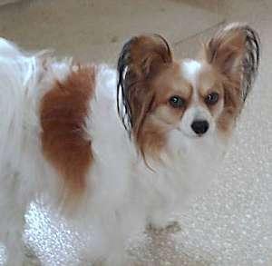 https://images.dog.ceo/breeds/papillon/n02086910_7514.jpg