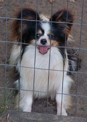 https://images.dog.ceo/breeds/papillon/n02086910_7516.jpg