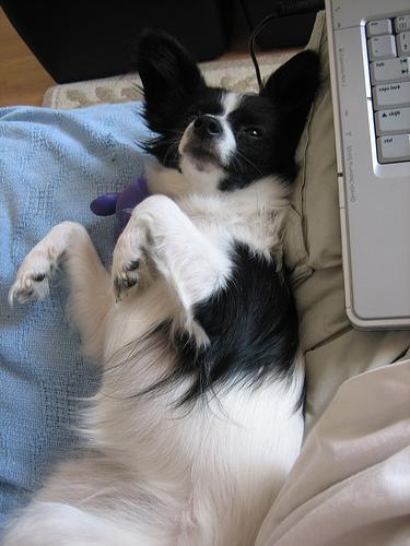 https://images.dog.ceo/breeds/papillon/n02086910_7606.jpg