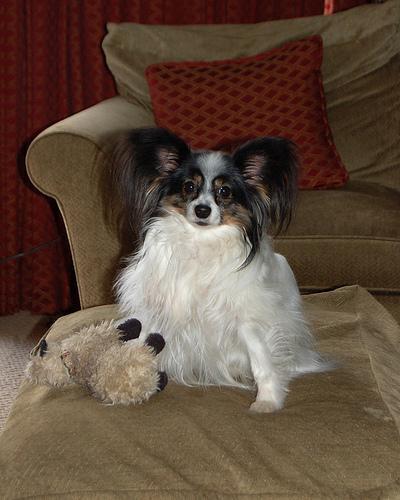 https://images.dog.ceo/breeds/papillon/n02086910_7609.jpg